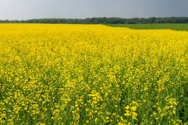 暗闇を背景に菜種の美しい黄色のフィールド — ストック写真