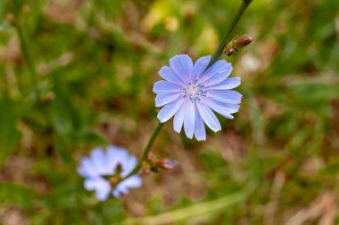 Çiçeklenme hindiba, yeşil arka plan üzerinde yakın çekim.