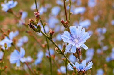 Çiçeklenme hindiba, kahverengi bir arka plan üzerinde yakın çekim. 