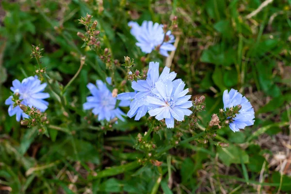 Blooming cikorie, close-up på en grøn baggrund . - Stock-foto