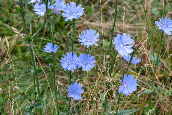 夏の午後の長い茎にチコリの花. — ストック写真