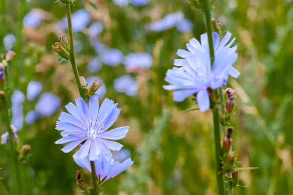 Blooming cikorie, close-up på en grøn baggrund . - Stock-foto