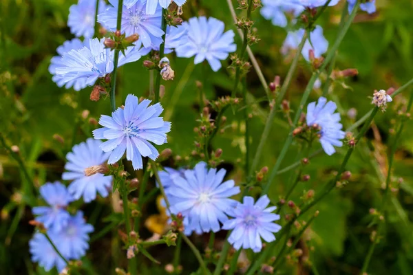 Cyan chicory flowers on a dark green background. — Stock Photo, Image