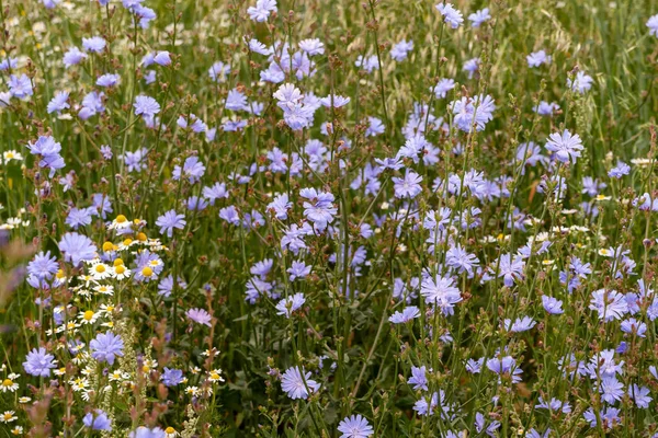 Vadon élő cserje virágzás cikória hosszú szár, mint a háttér — Stock Fotó