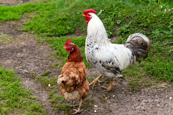 Rooster with chicken at the farmyard. Poultry farming.