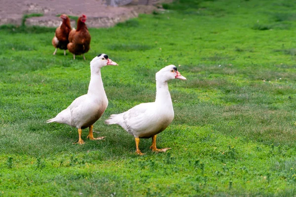 Mulard kachna na zelené trávě. Kachny s poříznutými zobáky. Odbíčení. — Stock fotografie