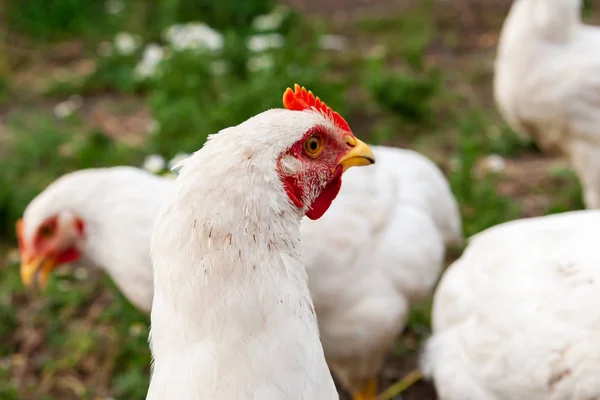 Poultry farming. Head of a chicken, close-up.