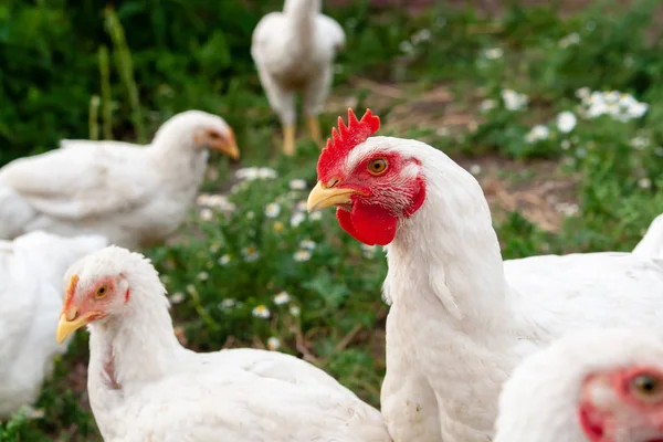 Poultry farming. Head of a chicken, close-up. Serious look of a