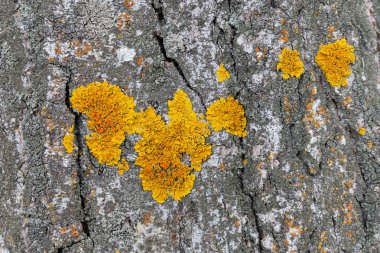 Kavak kabuğu üzerinde Xanthoria polycarpa liken, closeup.