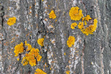 Kavak kabuğu üzerinde Xanthoria polycarpa liken, closeup.