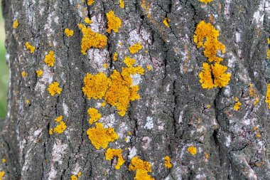 Kavak kabuğu üzerinde Xanthoria polycarpa liken, closeup.