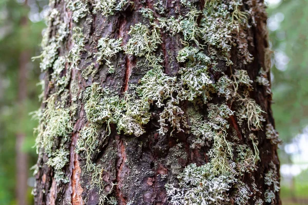 Lichen Parmeliaceae sobre corteza de pino, primer plano . — Foto de Stock