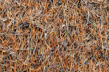 Anthill closeup arka plan dokusu.