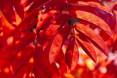 Reddened Rowan yaprakları, arkasında güneş tarafından aydınlatılmış. Doğal backgr