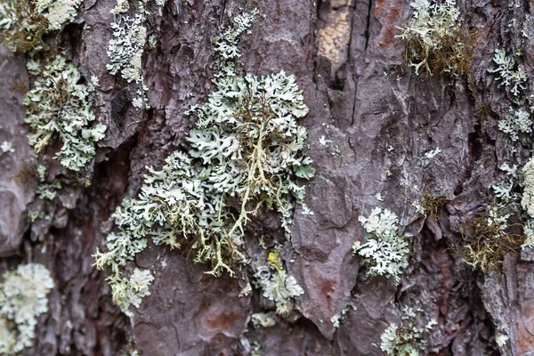 Lichen Parmeliaceae sobre corteza de pino, primer plano . —  Fotos de Stock