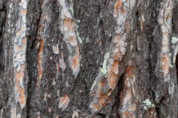 Struttura della corteccia di pino primo piano . — Foto Stock