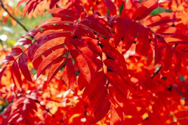 Bright orange autumn leaves Rowan illuminated by the sun.