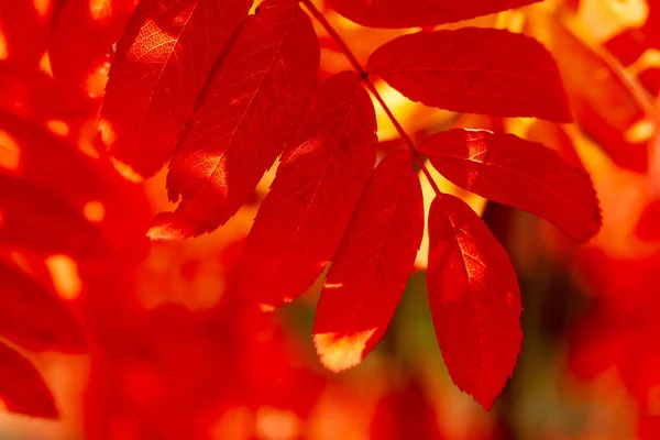 Leuchtend orangefarbene Herbstblätter der Eberesche. — Stockfoto
