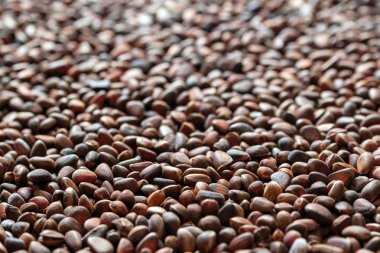 Çam fıstığı saçılması. Doğal arka plan.