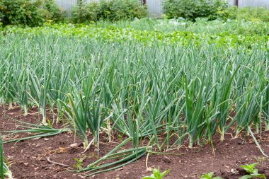 Bahçede soğan yetiştirmek. Soğan yeşil sapları.