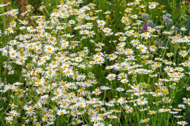 Çayırda tıbbi papatya çalılıkları. 