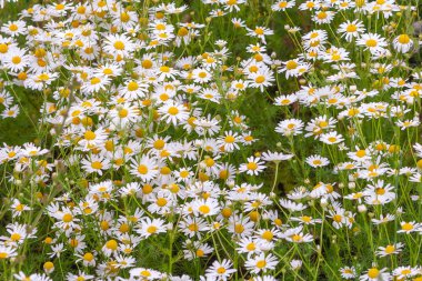 Tıbbi papatya çalılıkları.