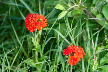 Lychnis chalcedonica.