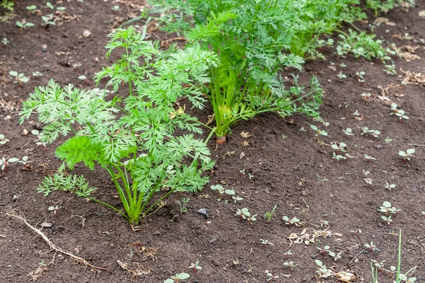 정원에서 당근의 녹색 꼭대기입니다. 당근의 성장. — 스톡 사진