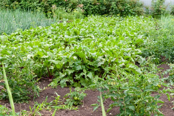 정원에서 성장 하는 붉은 사탕무. 빨간 사탕무의 녹색 상판. — 스톡 사진