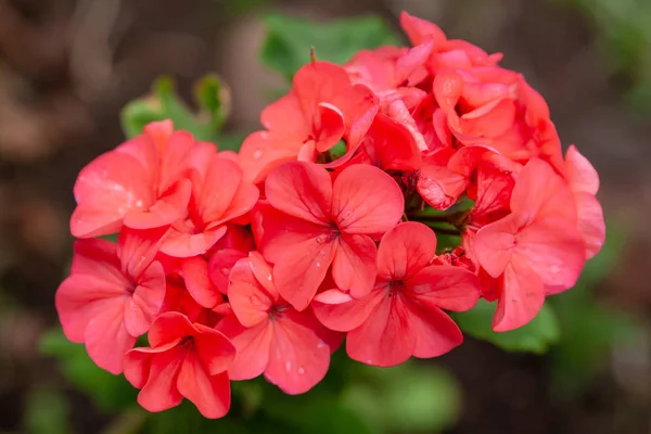 Fleur rose de géranium, Pelargonium, Geraniacées gros plan sur blu — Photo