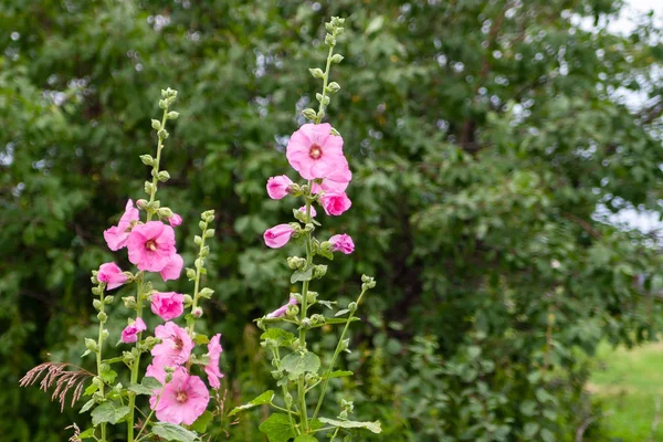 Hermosa Alcea rosea, Pink Malva o Hollyhock en el jardín . —  Fotos de Stock