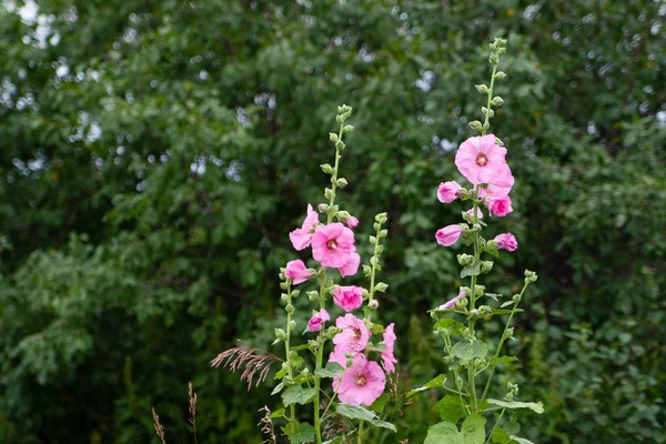 Bela Alcea rosea, Pink Malva ou Hollyhock no jardim . — Fotografia de Stock