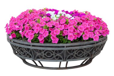 Dekoratif çiçekler ile Dökme demir çiçekli. Kırmızı Petunya içinde 