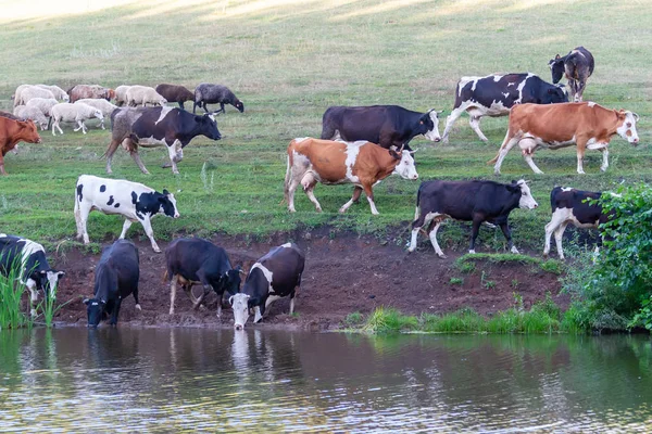 Kühe an einem Wasserloch. — Stockfoto