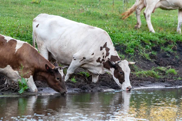 Kühe an einem Wasserloch. — Stockfoto