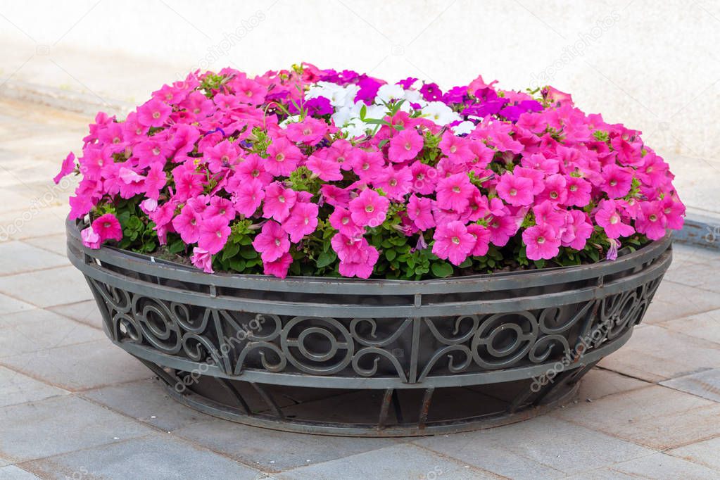 Cast iron flowerbed with decorative flowers. Red Petunia in the 