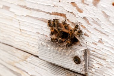 Bal arıları. Arı apiary, yaz aylarında arı ailesinin çalışmaları