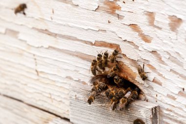 Bal arıları. Arılar kovanın girişinde toplandı. Arı apiar