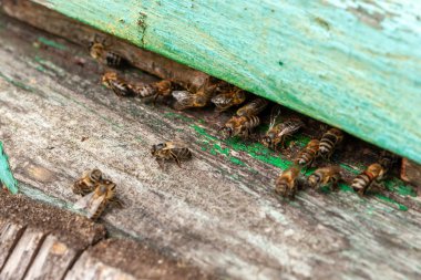 Bal arıları. Arılar kovanın girişinde toplandı. Arı apiar