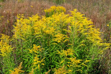 Bir yaz gününde Solidago nemoralis sarı çalılıkları. Tıbbi