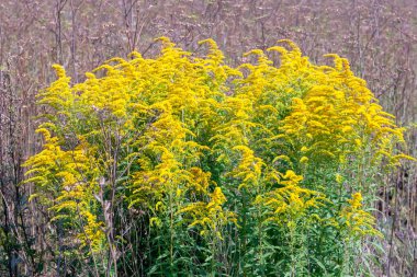 Bir yaz gününde Solidago nemoralis sarı çalılıkları. Tıbbi
