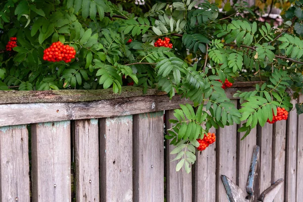 Bunches of red Sorbus aucupária on a background of green leaves — Stock Photo, Image