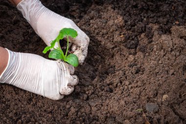 Eldiven kadın eller toprağa salatalık fideleri bitki.