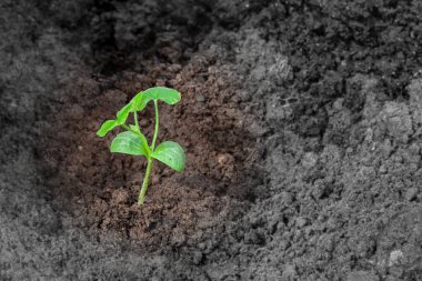 Kopyalama alanı ile toprak arka planda parlak yeşil filiz.