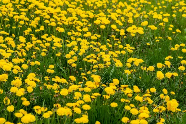 曇りの日に咲くタンポポの明るい黄色の草原。イェル — ストック写真
