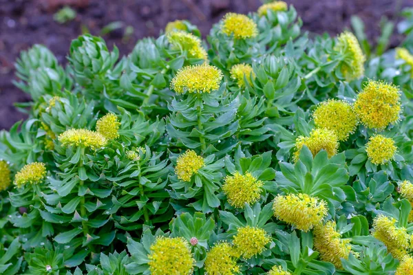 피는 로디올라 로자(Rhodiola rosea)의 무성한 덤불. 블루밍 로디올라 로자. — 스톡 사진