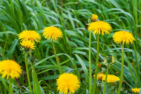 Bloeiende paardebloemen in bewolkt weer close-up. Gele bloemen o Rechtenvrije Stockfoto's