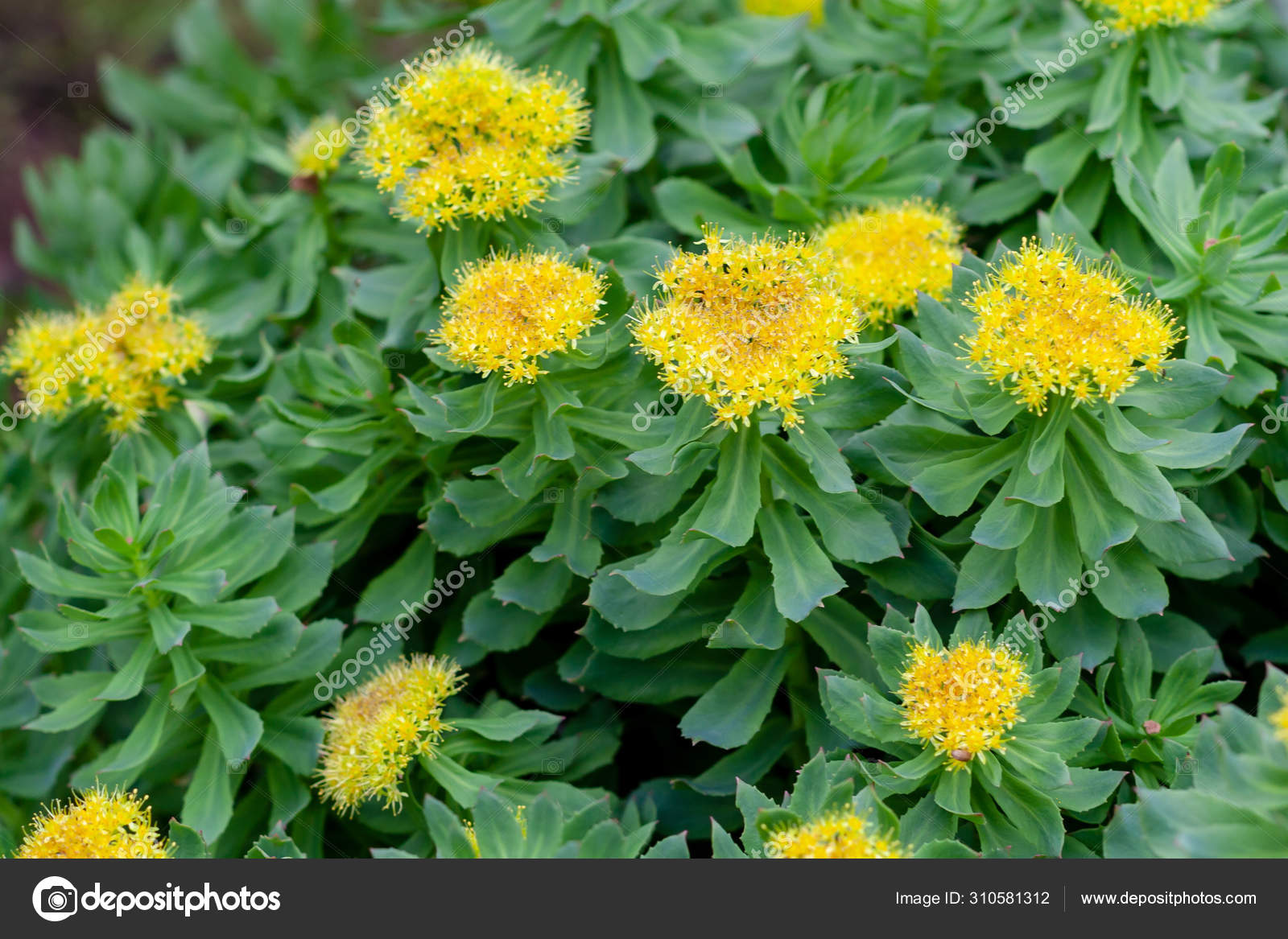 Medicinal plant Golden root. Blooming rich bushes of Rhodiola ro Photo by ©cobalt-70 310581312