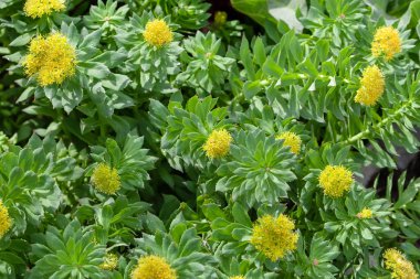 Şifalı bitki Altın kökü. Rhodiola ro çiçek açan zengin çalılar