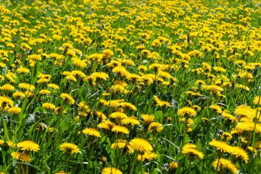 Bir bahar gününde çiçek açan karahindiba parlak sarı alan. Bağırmak